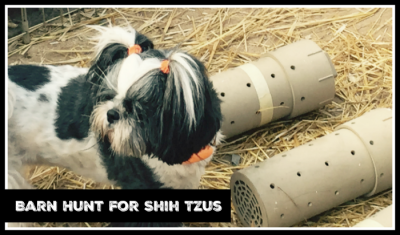 Barn Hunt for Shih Tzus