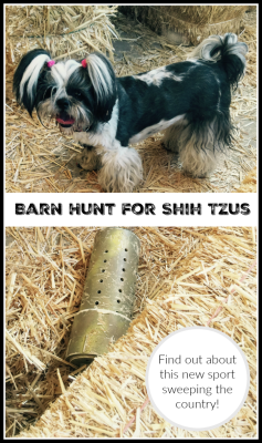 Shih Tzu Barn Hunt
