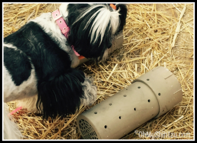 Barn Hunt Shih Tzu