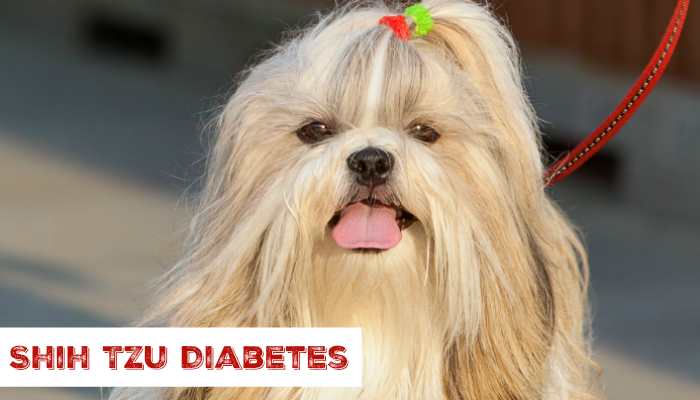 Shih Tzu Diabetes