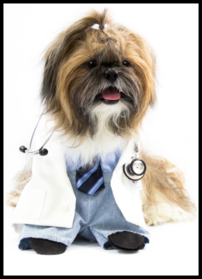 Shih Tzu Diabetes, Shih Tzu in doctors outfit