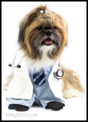 Shih Tzu Diabetes