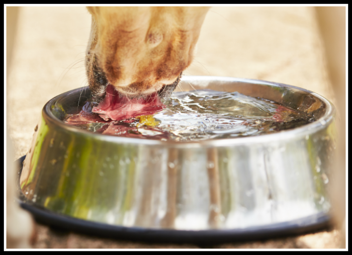 Shih Tzu Diabetes Dog Drinking out of Water Bowl