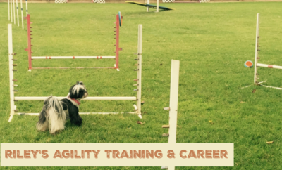 agility training, shih tzu standing in front of agility jumps