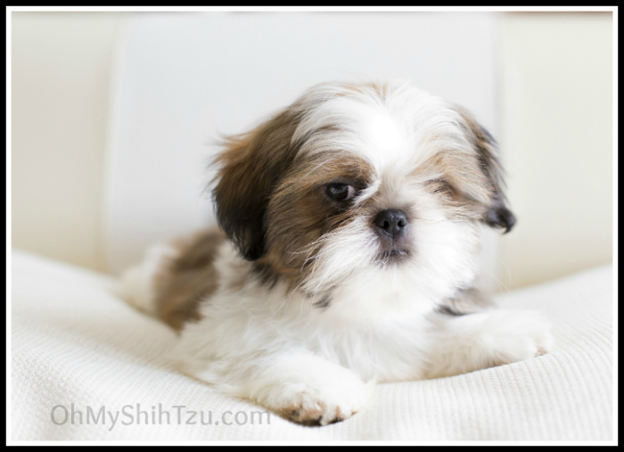 Shih Tzu Puppy