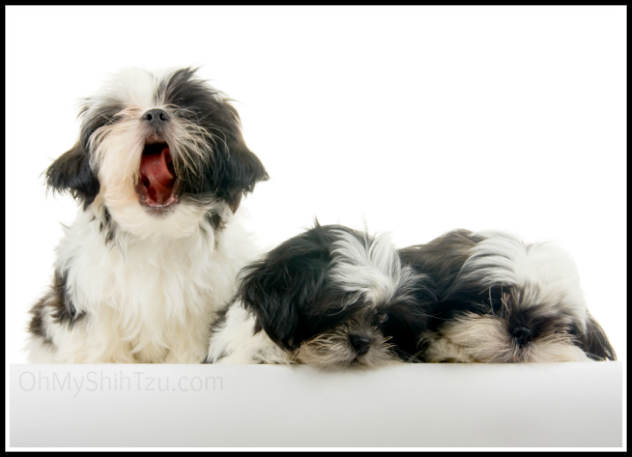 Shih Tzu Puppy