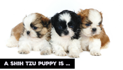 Shih Tzu Puppy