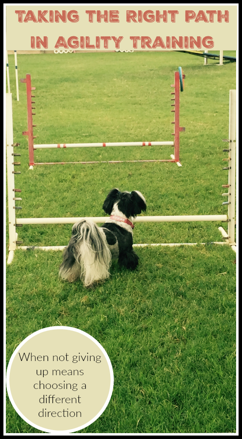 agility training, shih tzu standing in front of agility jumps