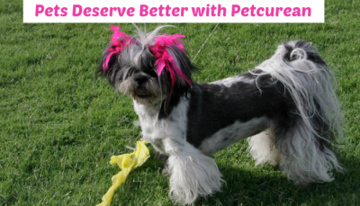 Shih Tzu , Pets Deserve Better with Petcurean