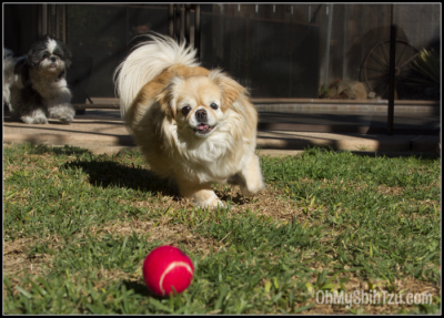 Pekingese Chasing Ball: Pets Deserve Better by Petcurean