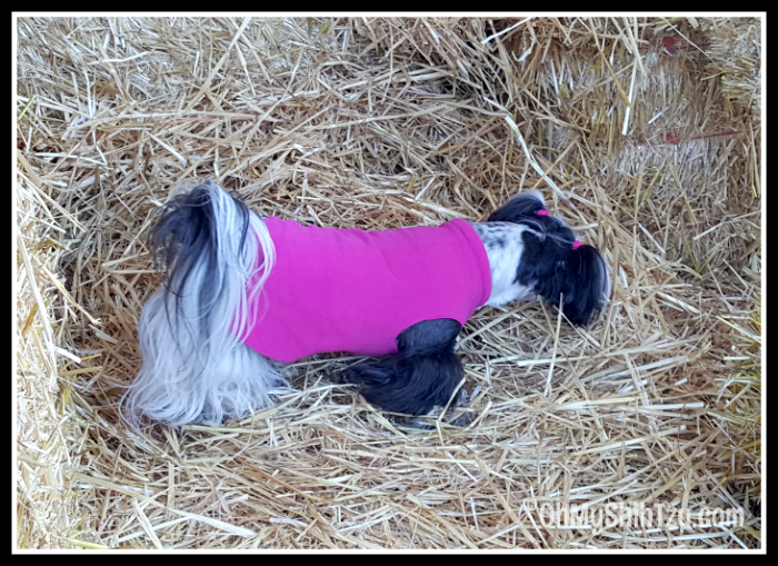 Barn Hunt Shih Tzu