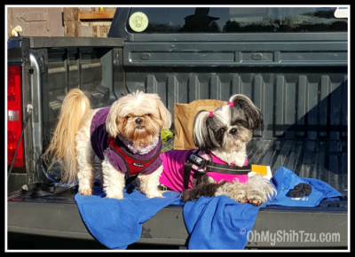 Barn Hunt Shih Tzu