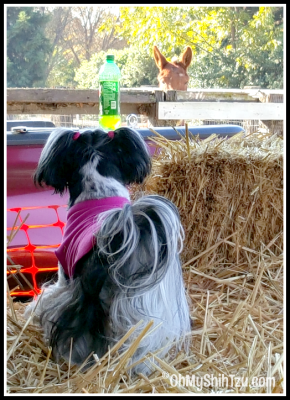 Barn Hunt Shih Tzu