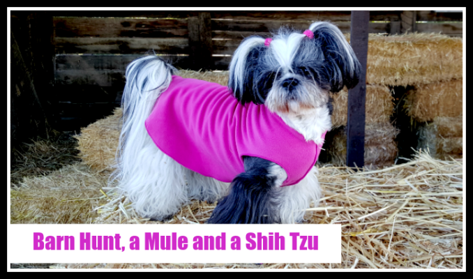 Barn Hunt Shih Tzu