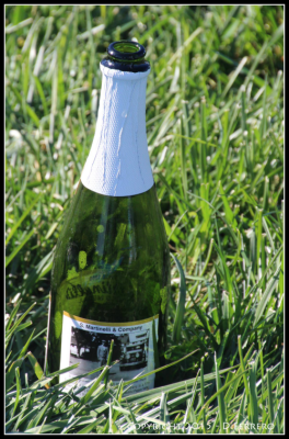 Lure Course Shih Tzu, Celebration Bottle of Sparkling Cider