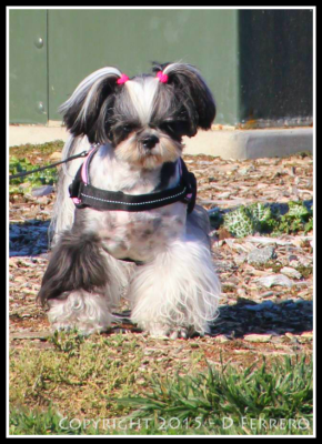 Lure Course Shih Tzu