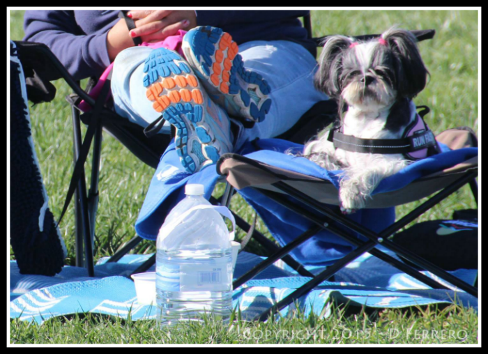 Lure Course Shih Tzu