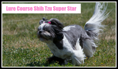 Lure Course Shih Tzu