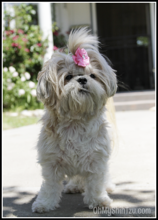 Rescue Dog, Shih Tzu posing on sidewalk