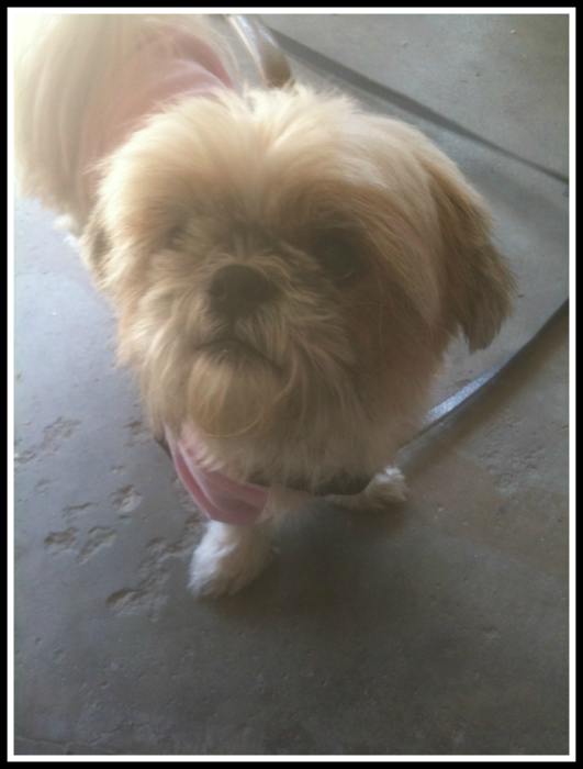 rescue dog, shih tzu