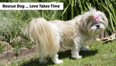 Rescue Dog , Shih Tzu in front of flowers