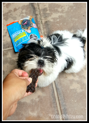 Dog Treat with Shih Tzu Pup