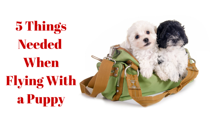 Flying with a Puppy, Puppies in a duffle bag