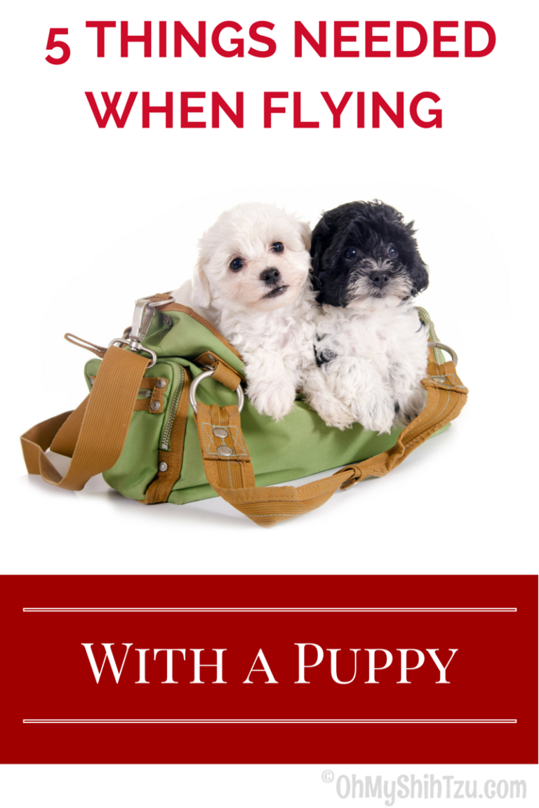 5 Things Needed When Flying with a Puppy Oh My Shih Tzu
