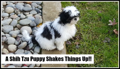Shih Tzu Puppy, Olives Grove Dances with Wolves