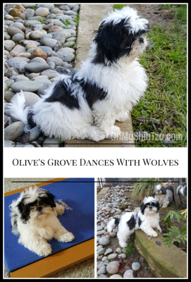 Shih Tzu Puppy, Olives Grove Dances with Wolves