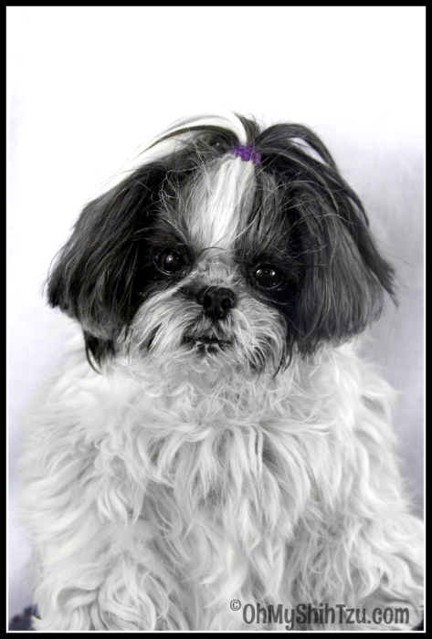 shih tzu grooming