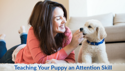 Attention Skill for your puppy