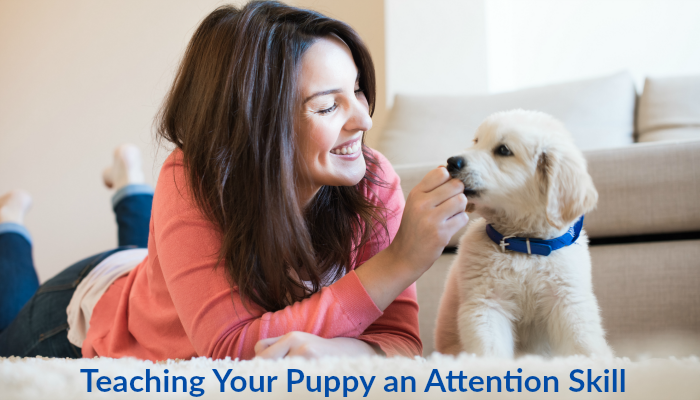 Puppy Training an Attention Skill for your puppy