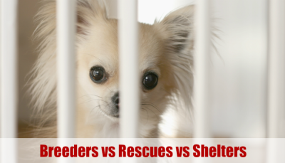 Chihuahua behind bars, Dog Breeders