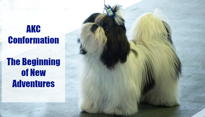 AKC Conformation The Beginning of New Adventures